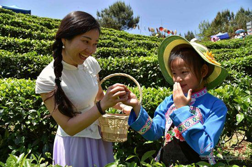 Nandan tea culture festival attracts 5,000 visitors