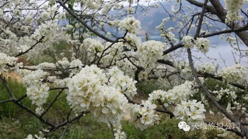 Spring flowers in season I