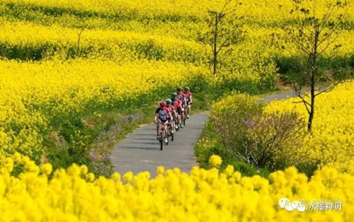 Spring flowers in season II