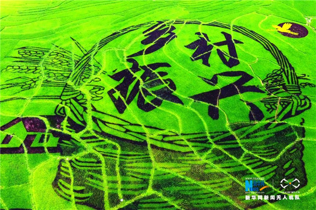 Amazing rice paddy art decorates beauty of countryside