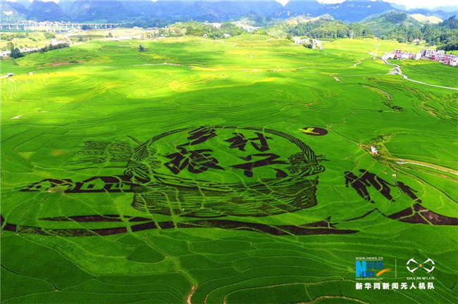 Amazing rice paddy art decorates beauty of countryside