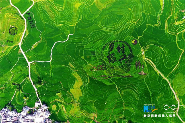 Amazing rice paddy art decorates beauty of countryside