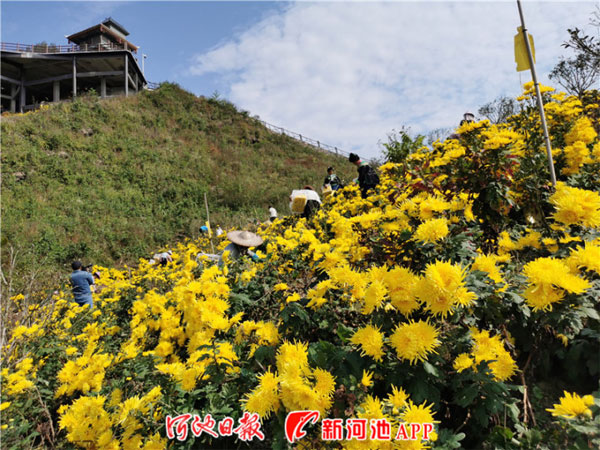 Flowers propel poverty alleviation efforts in Hechi village