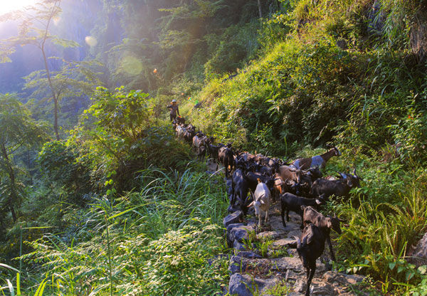 Dahua's new development model bolsters poverty alleviation