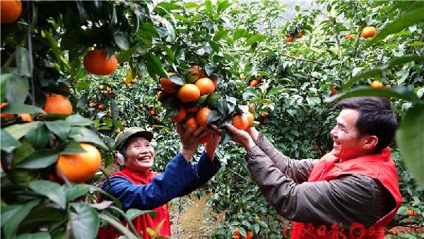 Village in Dahua vibrant in spring