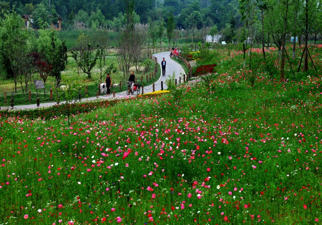 Wild flower field in Guiyang