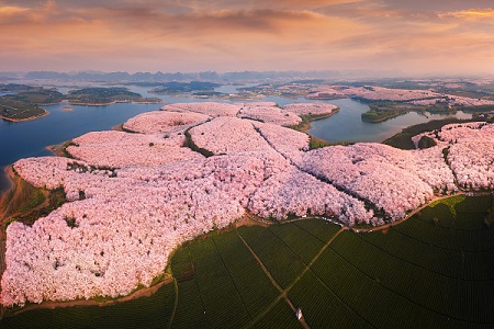 Guian cherry blossom park open for reservations