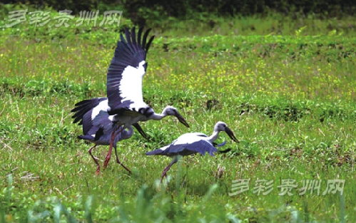 Endangered birds spotted in Nayong