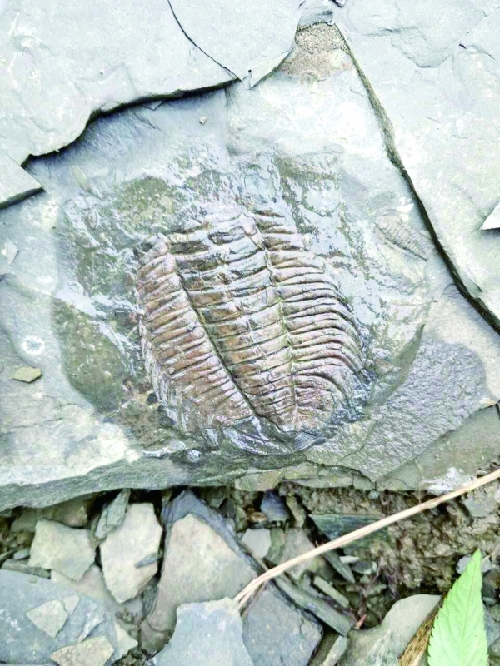 Fossils found in SW China's Jianhe