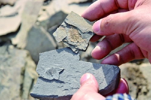 Fossils found in SW China's Jianhe