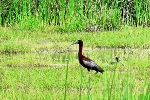 Special guests in Caohai Scenic Spot, Guizhou