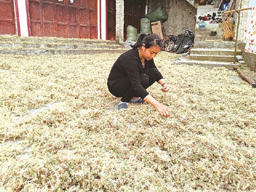 Growing peat moss market benefits Guizhou village