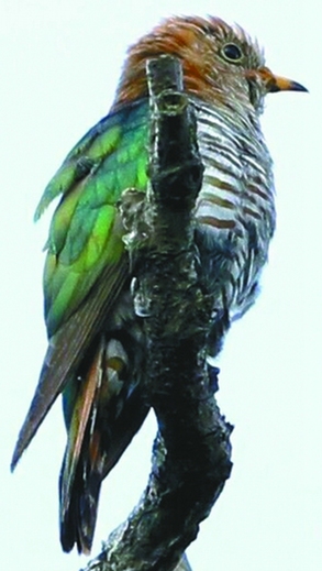Rare Asian emerald cuckoo spotted in Guiyang