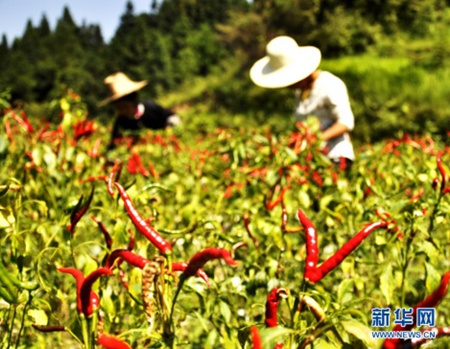 Guizhou's Dong communities begin pepper harvest