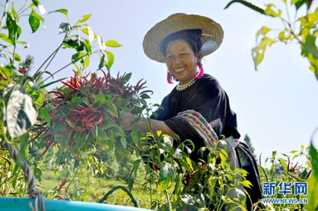 Guizhou's Dong communities begin pepper harvest