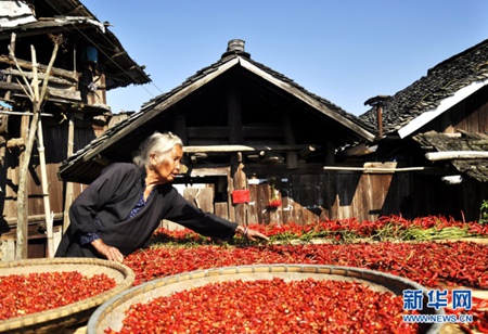 Guizhou's Dong communities begin pepper harvest