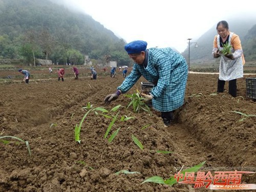 TCM herb farming takes off in Guizhou province
