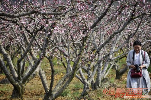 Lvhua peach trees bear fruit