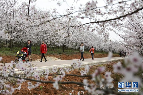 Cherry blossoms cover Guizhou's Hongfenghu Lake