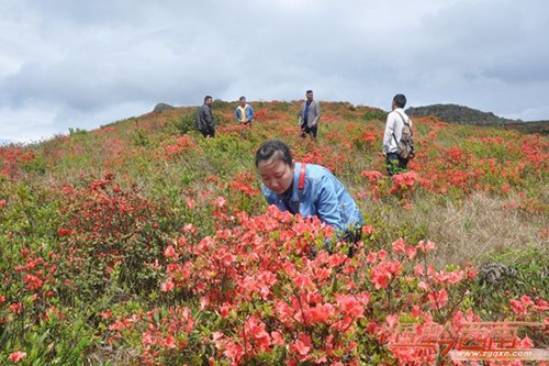 Azaleas give color to mountain range