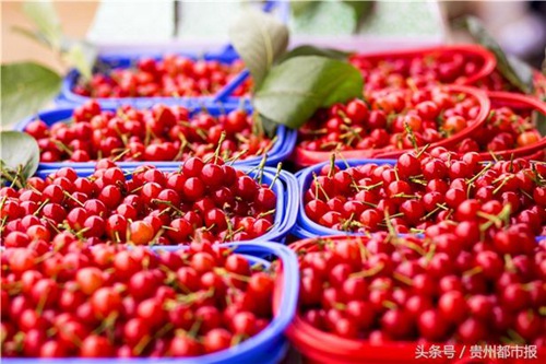 Zhenning invites visitors to taste cherries