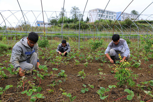 Graduates start businesses in Guizhou