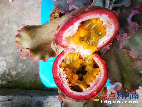 Juicy passion fruits are ripening in Xingyi