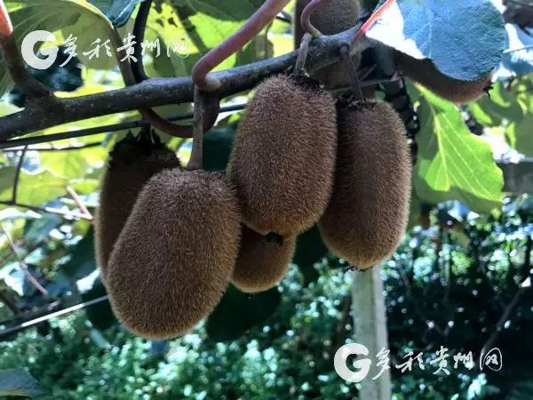 Kiwi fruit plays role in rural vitalization in Xiuwen county