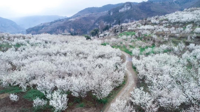 Four places to see cherry blossoms in Guizhou