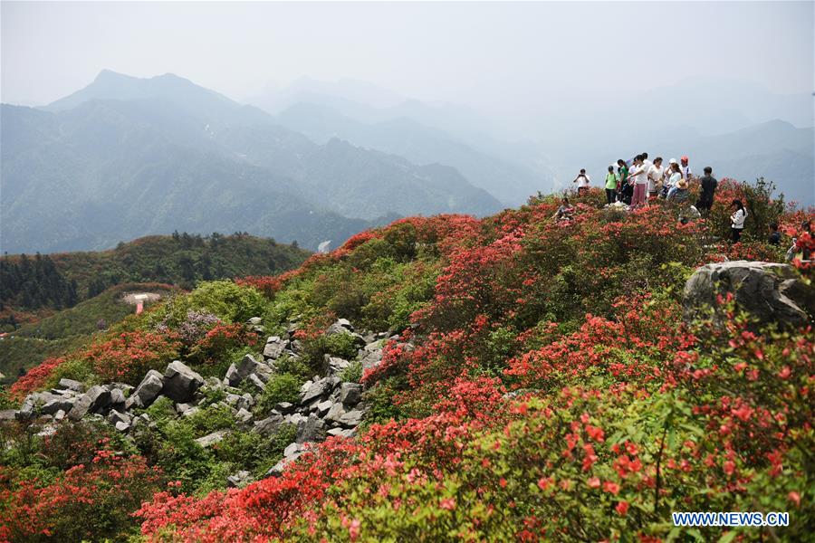Scenery of blooming azalea flowers in China's Guizhou