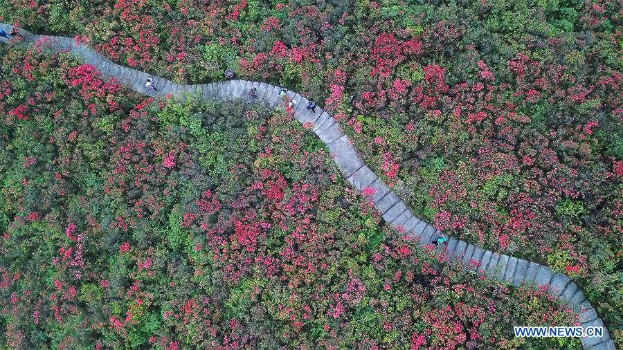 Scenery of blooming azalea flowers in China's Guizhou