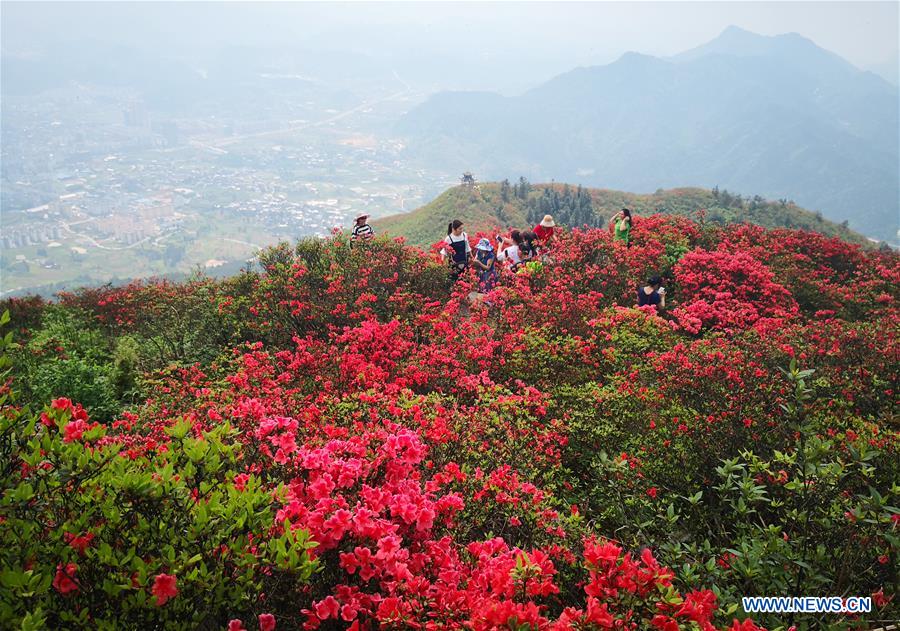 Scenery of blooming azalea flowers in China's Guizhou