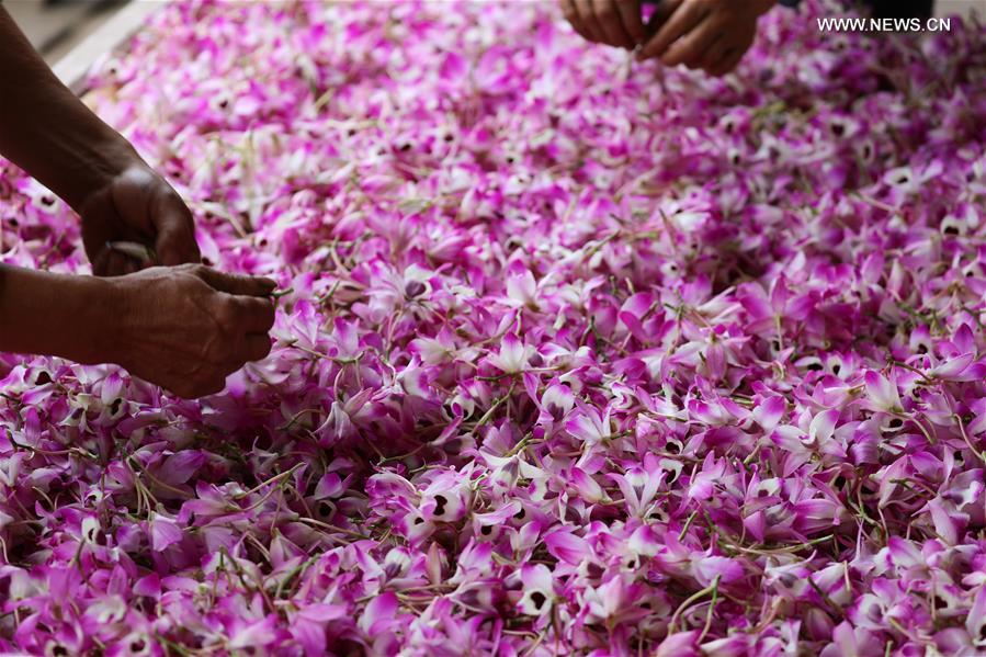 Farmer dries fresh dendrobium noble flowers