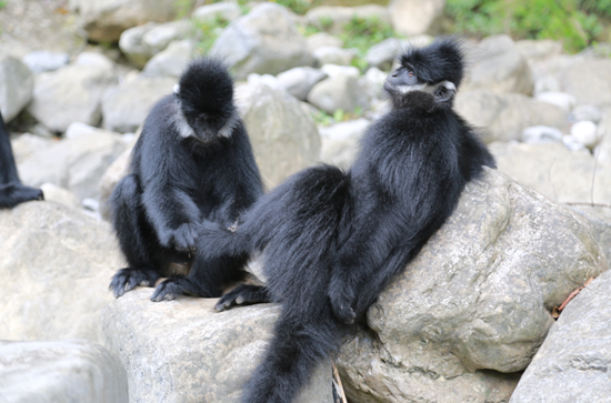 Tamer takes care of rare-monkey business