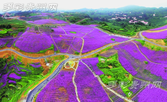 Must-see autumn scenery in Guizhou