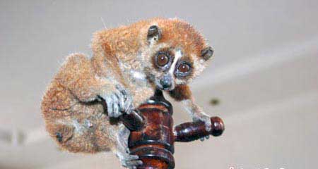 Rare pygmy slow loris found in village