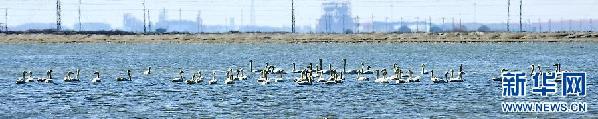 White swans arriving at Haixing, Hebei