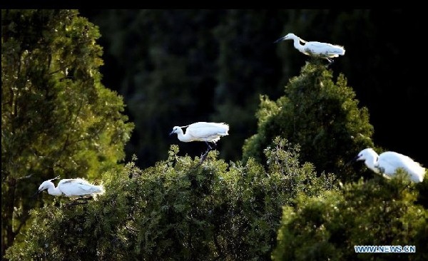 White egrets seen at Tianmahu scenic resort in N China