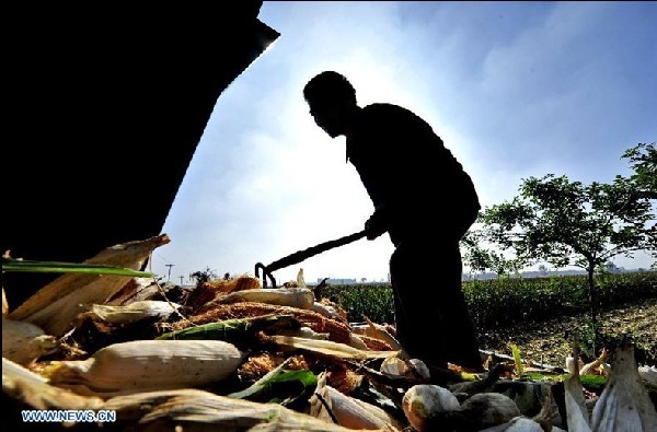Autumn grain crops in Hebei enter harvesting season