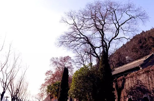 Majestic winter scenery at Longmen Grottoes