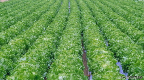 Agriculture in Nanyang