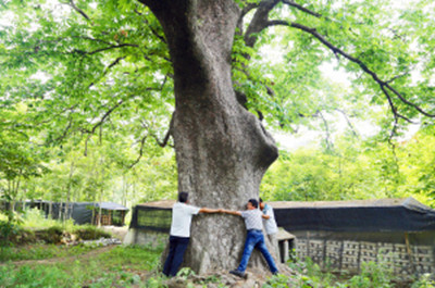 China's oldest horse-chestnut tree