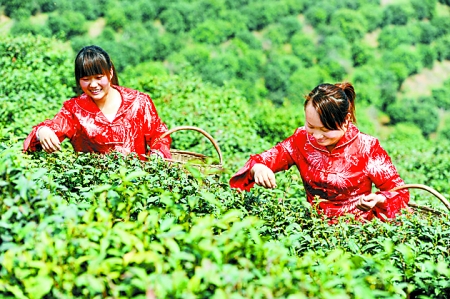 Xichuan tea industry picks up