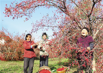 Nanyang sees a good harvest