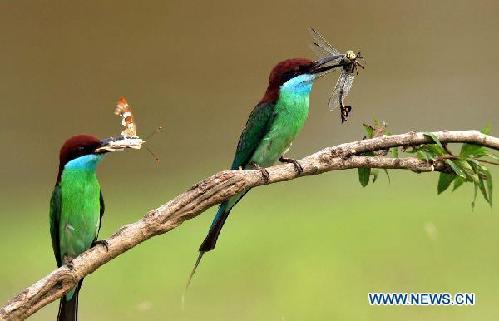 Fun in blue-throated bee-eaters' kingdom
