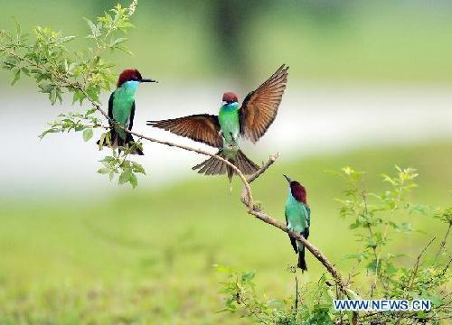 Fun in blue-throated bee-eaters' kingdom