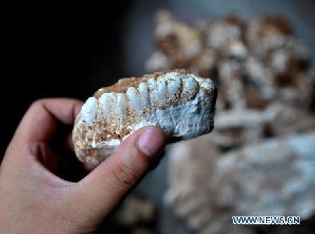 Fossilized elephant teeth discovered in C China