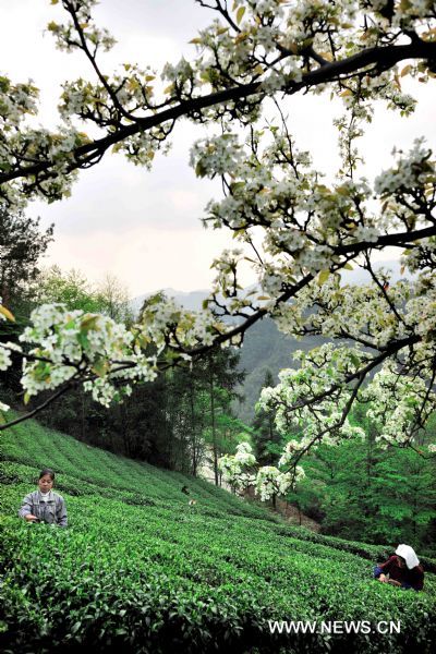 Tea harvest in C China