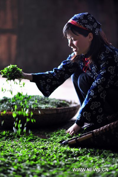Tea harvest in C China