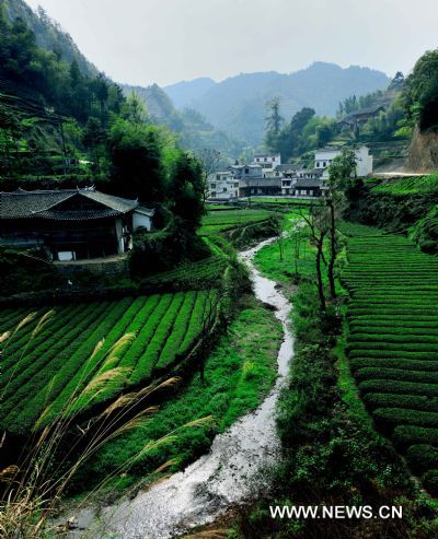 Tea harvest in C China